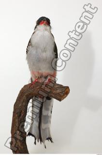 Cuban Trogon-Priotelus temnurus 0008